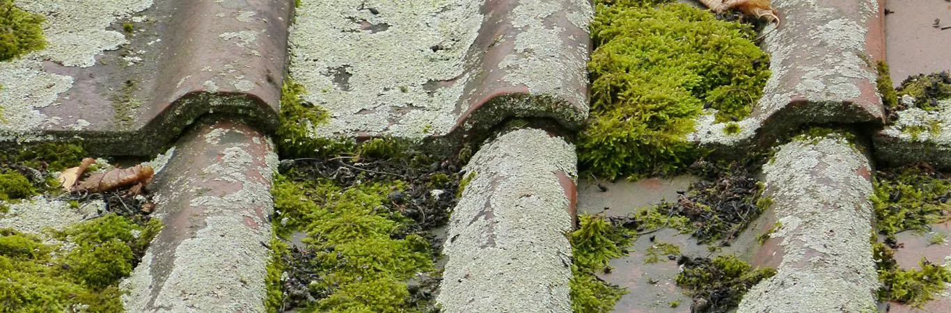 Démoussage toiture La Suze-sur-Sarthe